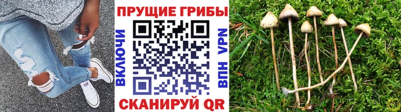 блэк спрут зеркало  Уварово  Псилоцибиновые грибы ЛСД  где можно купить  